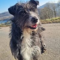 Tauriel, Hündin zur Adoption