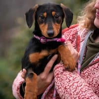 Xabella, Hündin zur Adoption