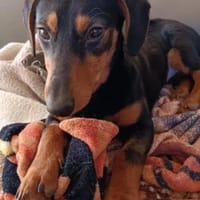 Xabella, Hündin zur Adoption