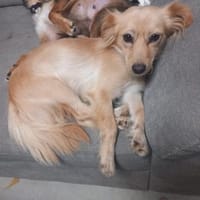 Kira wartet auf ihren Herzensmensch, Hündin zur Adoption