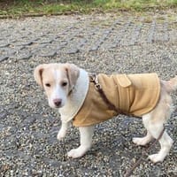 Rea Mix Hündin 5 Monate alt in 72762, Hündin zur Adoption