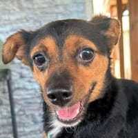 TIERRA - ab Februar auf PS in Duisburg, Hündin zur Adoption