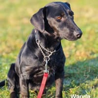 Ein Schatz mit Namen Wanda, Hündin zur Adoption