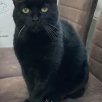 anhängliche Gitti, Raum Aachen, Katze zur Adoption