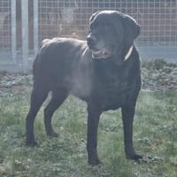 Kira, ein absolutes Goldstück, Hündin zur Adoption