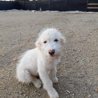 Lenny - frecher Charmeur Welpe, Hund zur Adoption