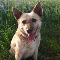 Vermittlungshilfe für Cookie, Hündin zur Adoption