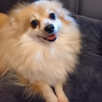 Conny in 27478 Cuxhaven #, Hündin zur Adoption