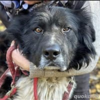 Petko möchte gerettet werden., Hund zur Adoption