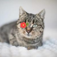 Uno - Freundliche Piratin sucht Familie, Katze zur Adoption