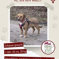 Süße Bailey sucht ein Zuhause, Hündin zur Adoption