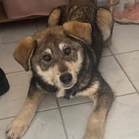 Tobi, freundlicher Junghund sucht dich, Hund zur Adoption