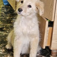 Katzenfreundliche Kira sucht ihr Zuhause, Hündin zur Adoption