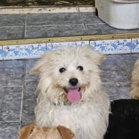 Buzz kleiner Wirbelwind sucht Familie, Hund zur Adoption