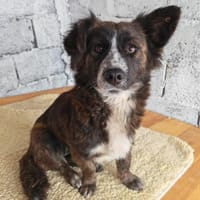 Nelly, kleine Hündin sucht Geborgenheit, Hündin zur Adoption