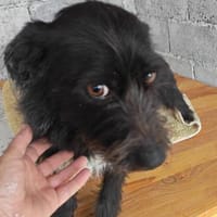 Lotte, eine kleine, bezaubernde Hündin, Hündin zur Adoption