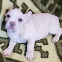 Louie Pflegestelle 33142 Büren, Hund zur Adoption