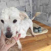 Felix, ein kleines Männlein sucht  Glück, Hund zur Adoption