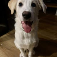 RAFFALELLO - sucht sein Zuhause, Hund zur Adoption