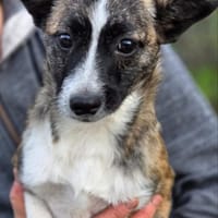 Sheila - Welpe Hündin sucht Ihre Familie, Hündin zur Adoption