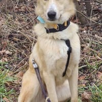 Leo, lieber Familienhund, Hund zur Adoption