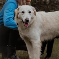 Abraxa, Hündin zur Adoption