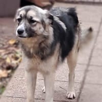 Cora - sanfte Seele sucht Zuhause, Hündin zur Adoption