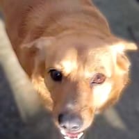 Bobo - freundlicher Hund sucht Familie, Hund zur Adoption