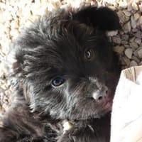 Tulip hätte kaum eine Chance gehabt, Hündin zur Adoption