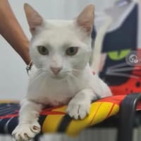 Guerro Albino-Löwe sucht Kuschelfamilie, Kater zur Adoption