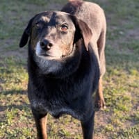 Mickey CAA14639, chien à adopter