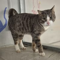 BISCUIT, chat à adopter