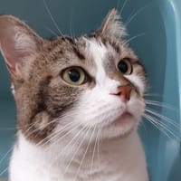 Nobara (réservée), chatte à adopter
