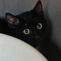 Ohere, chat à adopter