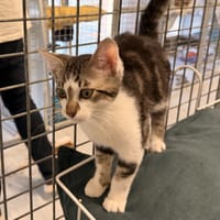 WASABI (réservé), chat à adopter