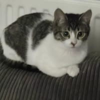 SAMANTHA, chatte à adopter