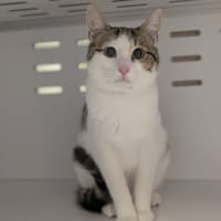 KIRI, chatte à adopter