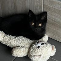 SPINELLE (PROMISE), chatte à adopter