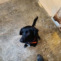POUPEE, chienne à adopter