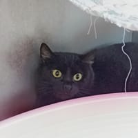 Dama, chatte à adopter