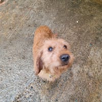 TANIA, chienne à adopter