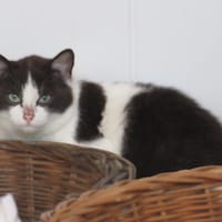 Anneta, chatte à adopter