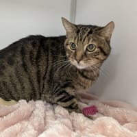 FILOU, chat à adopter