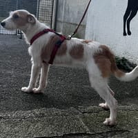 ALLY VAA, chienne à adopter