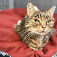 TITI, chat à adopter