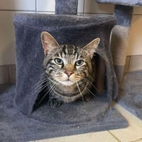 ODIN, chat à adopter