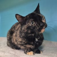 Tortue (réservée), chatte à adopter