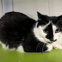 LINDT, chat à adopter