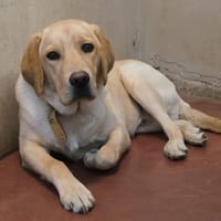 "COCO" dit ASCOT PAA24068, chien à adopter