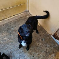 ATAO (collier orange), chien à adopter